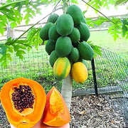 Pusa Dwarf Papaya Seeds