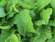 Green Leafy Mustard Seeds
