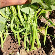 Dwarf French Bean Seeds