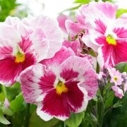 Pink Red Pansy Seeds
