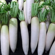 Green White Radish Seeds