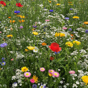 Wildflower Mix Daisy Seeds