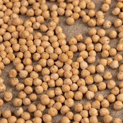 Sea Kale Seeds