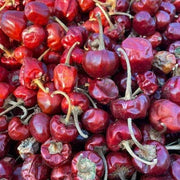 Ramnad Mundu Round Chilli Seeds