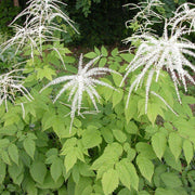 Cut Flower Aruncus Seeds, Herbal