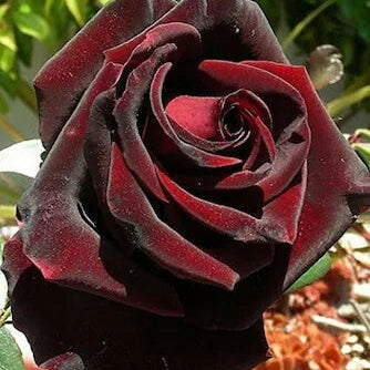 Dark Red Holland Rose Seeds