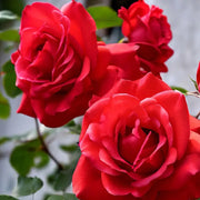 Fragrant Climbing Rose Seeds