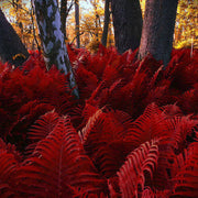Red Fern Seeds, Herbal