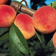 Red Haven Peach Seeds
