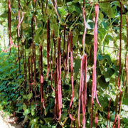 Maroon Yardlong Bean Seeds