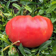 Red Siberian Tomato Seeds
