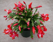 Schlumbergera Seeds - Herbal Plant For Home Gardens Seeds