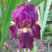 Orchid Iris germanica Seeds