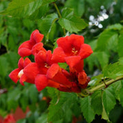 Red Trumpet Vine Seeds