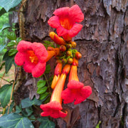 Red Trumpet Vine Seeds