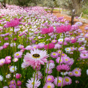Everlasting Daisy Rhodanthe Chlorocephala Rosea Seeds