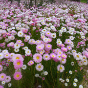 Everlasting Daisy Rhodanthe Chlorocephala Rosea Seeds