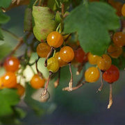 Golden Currant Seeds