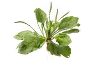 Green Plantago Major Seeds, Herbal