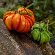RAF Tomato Seeds