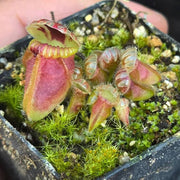 Albany Pitcher Seeds