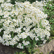 White Rock Cress Seeds, Herbal