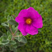 Pink Rock Rose Seeds