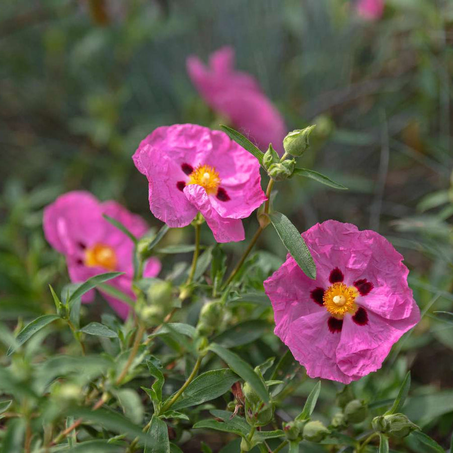 Pink Rock Rose Seeds
