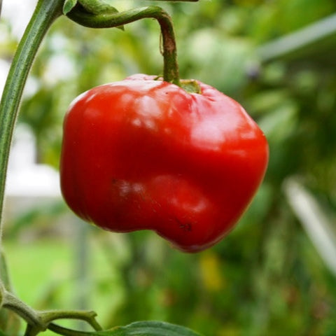 Spicy Pepper Rocoto Seeds