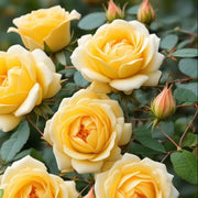Wildflower Mix Rosa Banksiae Seeds
