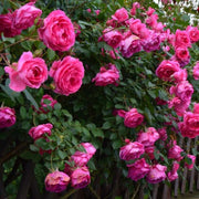 Climbing Pinkie Rose Seeds