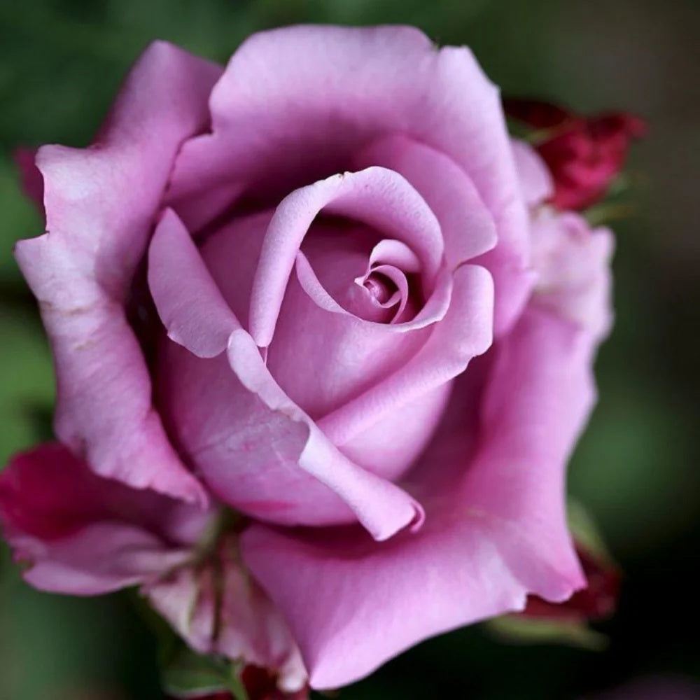 Climbing Blue Moon Rose Seeds