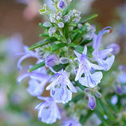 Aromatic Rosemary Seeds, Herbal