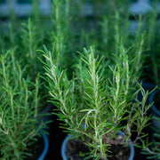 Rosmarinus officinalis Rosemary Seeds, Herbal