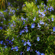 Rosemary Herb Seeds, Salvia rosmarinus Herb Seeds