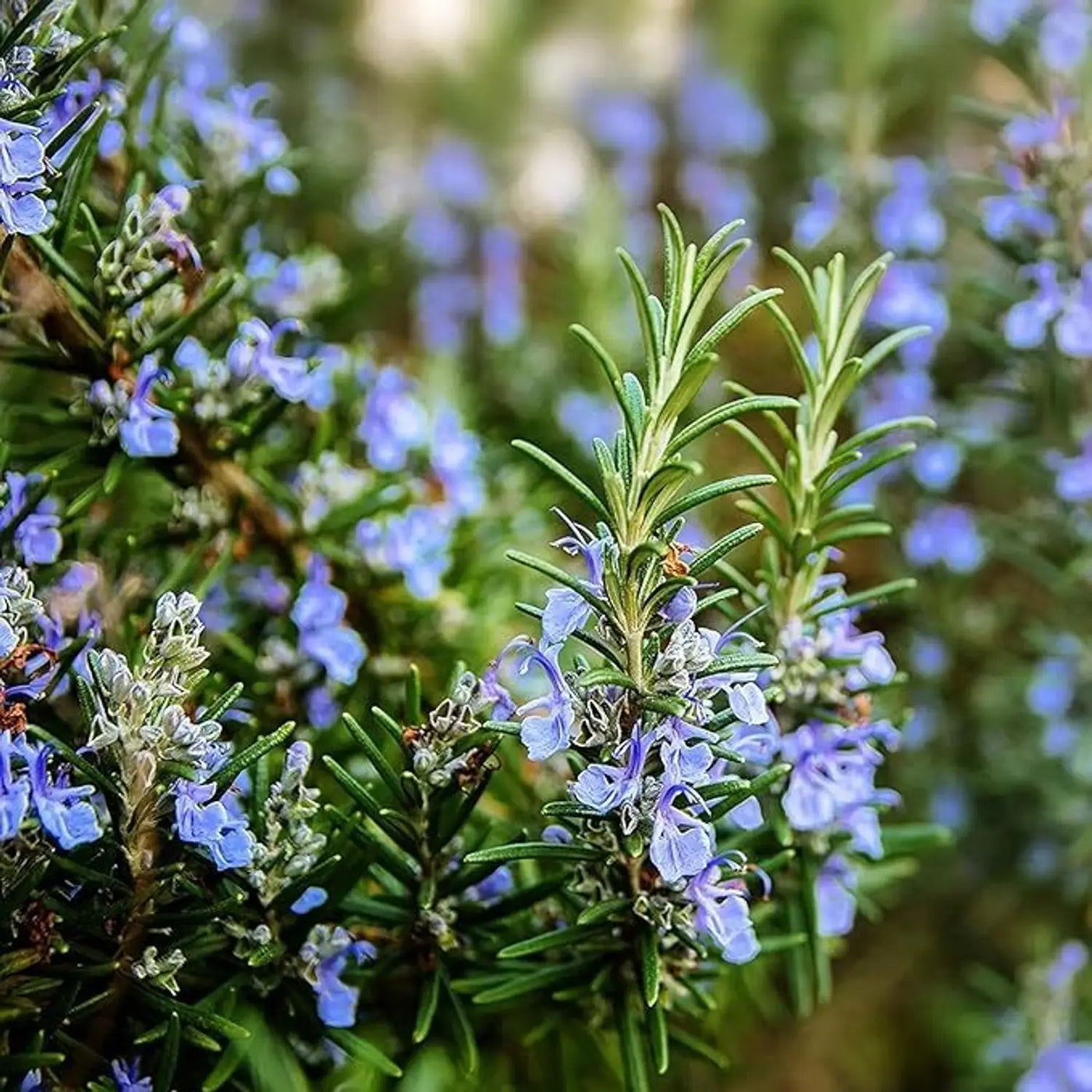 Rosemary Herb Seeds, Salvia rosmarinus Herb Seeds