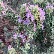 Pink Rosemary Seeds, Herbal