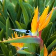 Cream Violet Strelitzia Seeds