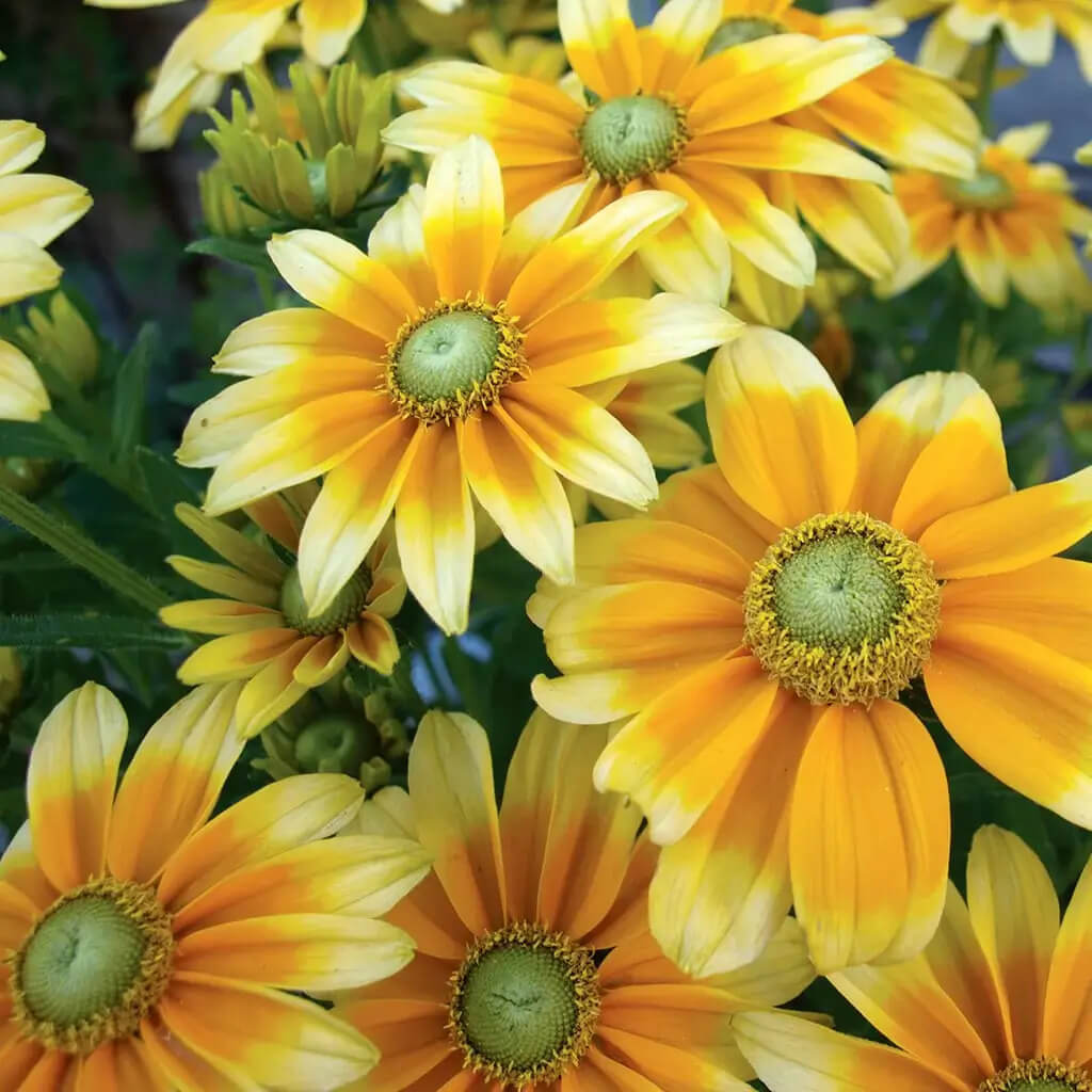 Prairie Sun Rudbeckia Seeds