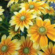 Prairie Sun Rudbeckia Seeds