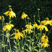 Laciniata Rudbeckia Seeds