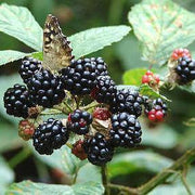 Blackberry Bramble Seeds