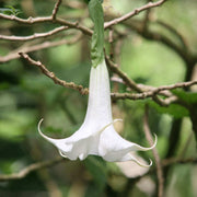 White Trumpet Seeds