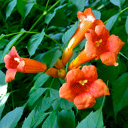 Campsis Radicans Trumpet Vine Seeds