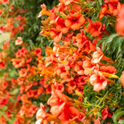 Campsis Radicans Trumpet Vine Seeds