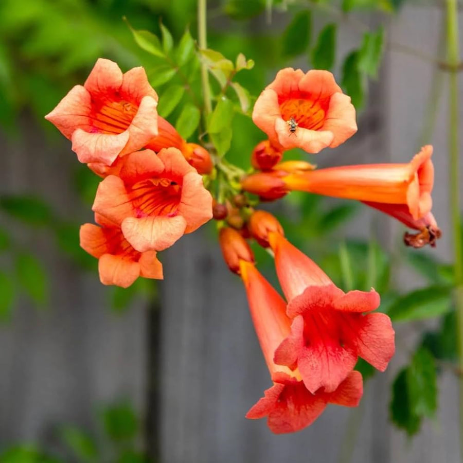Campsis Radicans Trumpet Vine Seeds