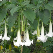White Trumpet Seeds