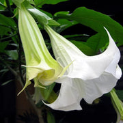 White Trumpet Seeds