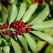 Ilex paraguariensis Yerba Mate Seeds, Herbal