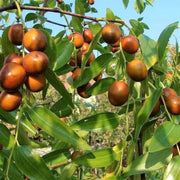 Asian Date Jujube Seeds